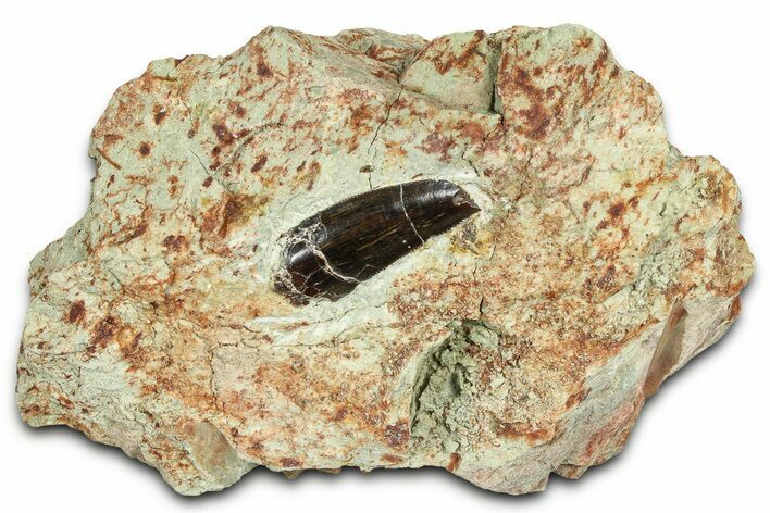 Serrated Abelisaurid Tooth In Situ - Dekkar Formation, Morocco #375650